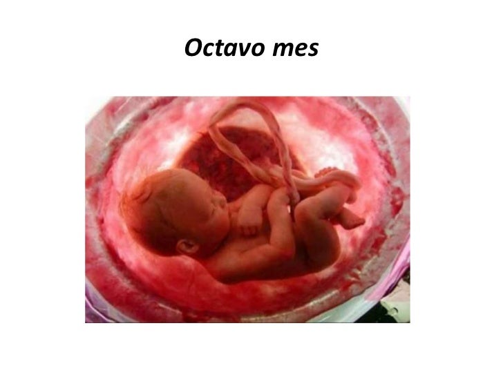 Etapas Del Embarazo