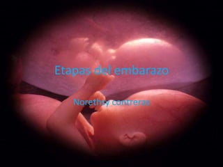 Etapas del embarazo

   Norethsy contreras
 