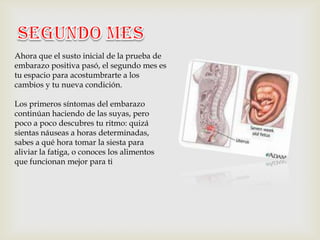 Ahora que el susto inicial de la prueba de
embarazo positiva pasó, el segundo mes es
tu espacio para acostumbrarte a los
cambios y tu nueva condición.

Los primeros síntomas del embarazo
continúan haciendo de las suyas, pero
poco a poco descubres tu ritmo: quizá
sientas náuseas a horas determinadas,
sabes a qué hora tomar la siesta para
aliviar la fatiga, o conoces los alimentos
que funcionan mejor para ti
 