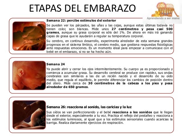 ETAPAS DEL EMBARAZO
Semana 4: el comienzo de una vida
•En la cuarta semana de gestación, el embrión tiene dos semanas de e...