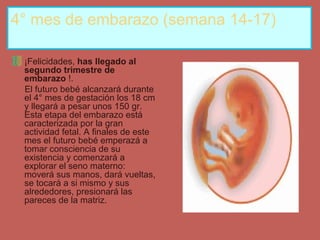 4° mes de embarazo (semana 14-17)
¡Felicidades, has llegado al
segundo trimestre de
embarazo !.
El futuro bebé alcanzará durante
el 4° mes de gestación los 18 cm
y llegará a pesar unos 150 gr.
Esta etapa del embarazo está
caracterizada por la gran
actividad fetal. A finales de este
mes el futuro bebé emperazá a
tomar consciencia de su
existencia y comenzará a
explorar el seno materno:
moverá sus manos, dará vueltas,
se tocará a si mismo y sus
alrededores, presionará las
pareces de la matriz.
 