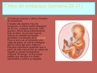 7°Mes de embarazo (semana 28-31)
¡Comienza el tercer y último trimestre
de embarazo!
A finales del séptimo mes de
embarazo, tu bebé medirá alrededor
de 40 cm. y pesará cerca de 1200
gramos. Ahora llena prácticamente
todo el útero, es por eso que se
reduce la cantidad de líquido
amniótico y el tamaño de laplacenta.
Poco a poco se va formando una
capa de grasa, la cual le protegerá
del frío fuera del seno materno.
Estudios científicos muestran que a
partir de este mes el feto es capaz de
regular su propia temperatura
corporal. El lanugo -la fina masa
capilar que recubre a tu bebé-
aumentará y cubrirá su espalda,
 