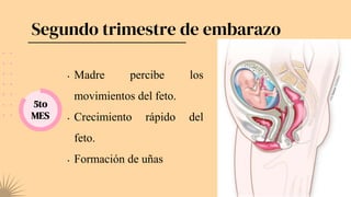 Segundo trimestre de embarazo
5to
MES
• Madre percibe los
movimientos del feto.
• Crecimiento rápido del
feto.
• Formación de uñas
 