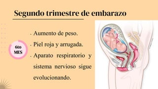 Segundo trimestre de embarazo
6to
MES
• Aumento de peso.
• Piel roja y arrugada.
• Aparato respiratorio y
sistema nervioso sigue
evolucionando.
 