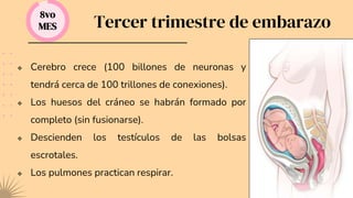 Tercer trimestre de embarazo
8vo
MES
 Cerebro crece (100 billones de neuronas y
tendrá cerca de 100 trillones de conexiones).
 Los huesos del cráneo se habrán formado por
completo (sin fusionarse).
 Descienden los testículos de las bolsas
escrotales.
 Los pulmones practican respirar.
 