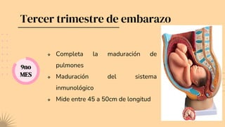 Tercer trimestre de embarazo
9no
MES
 Completa la maduración de
pulmones
 Maduración del sistema
inmunológico
 Mide entre 45 a 50cm de longitud
 