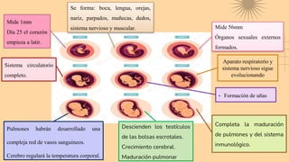 Mide 1mm
Día 25 el corazón
empieza a latir.
Se forma: boca, lengua, orejas,
nariz, parpados, muñecas, dedos,
sistema nervioso y muscular. Mide 56mm
Órganos sexuales externos
formados.
Aparato respiratorio y
sistema nervioso sigue
evolucionando
Sistema circulatorio
completo.
Pulmones habrán desarrollado una
compleja red de vasos sanguíneos.
Cerebro regulará la temperatura corporal.
Descienden los testículos
de las bolsas escrotales.
Crecimiento cerebral.
Maduración pulmonar
Completa la maduración
de pulmones y del sistema
inmunológico.
• Formación de uñas
 