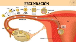 FECUNDACIÓN
 