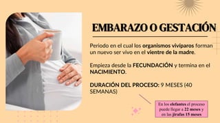 EMBARAZO O GESTACIÓN
Periodo en el cual los organismos vivíparos forman
un nuevo ser vivo en el vientre de la madre.
Empieza desde la FECUNDACIÓN y termina en el
NACIMIENTO.
DURACIÓN DEL PROCESO: 9 MESES (40
SEMANAS)
En los elefantes el proceso
puede llegar a 22 meses y
en las jirafas 15 meses
 