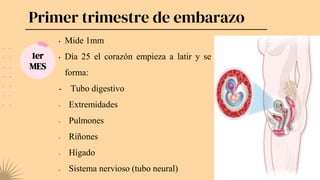 Primer trimestre de embarazo
1er
MES
• Mide 1mm
• Día 25 el corazón empieza a latir y se
forma:
- Tubo digestivo
- Extremidades
- Pulmones
- Riñones
- Hígado
- Sistema nervioso (tubo neural)
 
