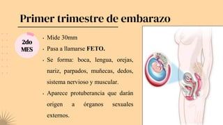 Primer trimestre de embarazo
2do
MES
• Mide 30mm
• Pasa a llamarse FETO.
• Se forma: boca, lengua, orejas,
nariz, parpados, muñecas, dedos,
sistema nervioso y muscular.
• Aparece protuberancia que darán
origen a órganos sexuales
externos.
 