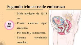 Segundo trimestre de embarazo
4to
MES
• Mide alrededor de 15-18
cm.
• Cordón umbilical sigue
creciendo
• Piel rosada y transparente.
• Sistema circulatorio
completo.
 