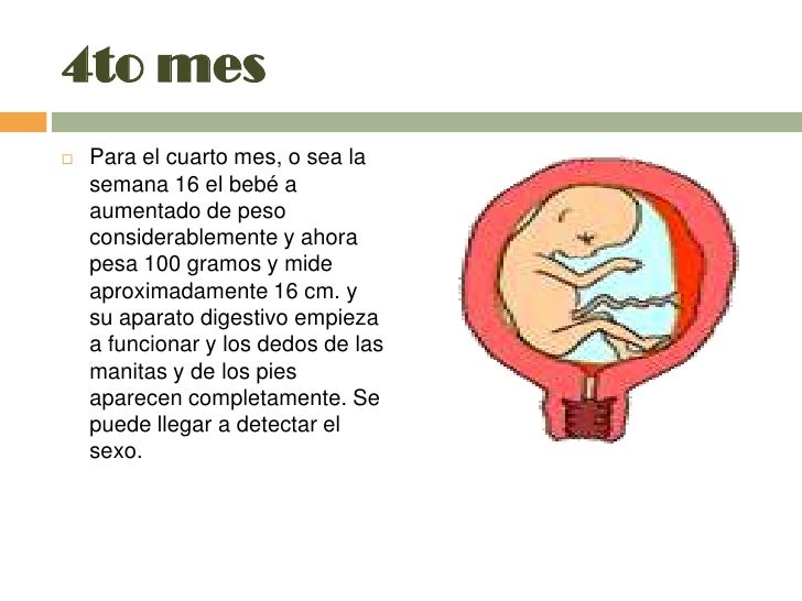 Etapas del embarazo(ste es el definitivo) Etapas del embarazo(ste es el definitivo)
