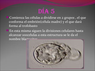 día 5
Comienza las células a dividirse en 2 grupos , el que
conforma el embrión(célula madre) y el que dará
forma al trofobasto
En esta misma siguen la divisiones celulares hasta
alcanzar 100celulas a esta estructura se le da el
nombre blastocitos
 