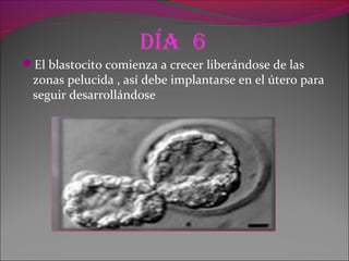 día 6
El blastocito comienza a crecer liberándose de las
zonas pelucida , así debe implantarse en el útero para
seguir desarrollándose
 