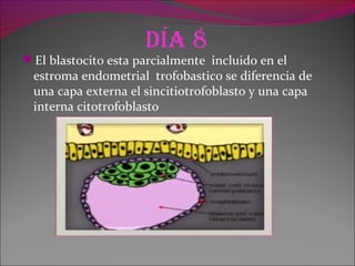 día 8
El blastocito esta parcialmente incluido en el
estroma endometrial trofobastico se diferencia de
una capa externa el sincitiotrofoblasto y una capa
interna citotrofoblasto
 