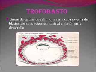 trofobasto
Grupo de células que dan forma a la capa externa de
blastocitos su función es nutrir al embrión en el
desarrollo
 