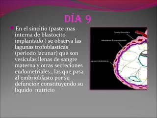 día 9
En el sincitio (paste mas
interna de blastocito
implantado ) se observa las
lagunas trofoblasticas
(periodo lacunar) que son
vesículas llenas de sangre
materna y otras secreciones
endometriales , las que pasa
al embrioblasto por su
defunción constituyendo su
liquido nutricio
 
