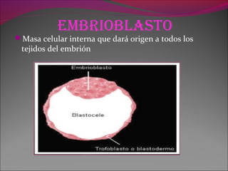 embrioblasto
Masa celular interna que dará origen a todos los
tejidos del embrión
 