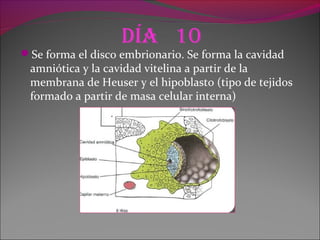 día 10
Se forma el disco embrionario. Se forma la cavidad
amniótica y la cavidad vitelina a partir de la
membrana de Heuser y el hipoblasto (tipo de tejidos
formado a partir de masa celular interna)
 