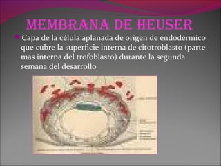 MeMbrana de Heuser
Capa de la célula aplanada de origen de endodérmico
que cubre la superficie interna de citotroblasto (parte
mas interna del trofoblasto) durante la segunda
semana del desarrollo
 