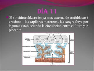 día 11
El sincitiotroblasto (capa mas externa de trofoblasto )
erosiona los capilares meternos , las sangre fluye por
lagunas estableciendo la circulación entre el útero y la
placenta
 