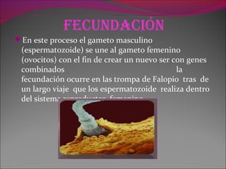 fecundación
En este proceso el gameto masculino
(espermatozoide) se une al gameto femenino
(ovocitos) con el fin de crear un nuevo ser con genes
combinados la
fecundación ocurre en las trompa de Falopio tras de
un largo viaje que los espermatozoide realiza dentro
del sistema reproductor femenino.
 