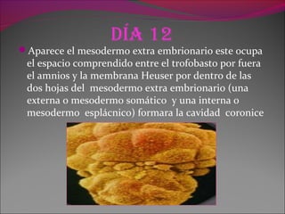 día 12
Aparece el mesodermo extra embrionario este ocupa
el espacio comprendido entre el trofobasto por fuera
el amnios y la membrana Heuser por dentro de las
dos hojas del mesodermo extra embrionario (una
externa o mesodermo somático y una interna o
mesodermo esplácnico) formara la cavidad coronice
 