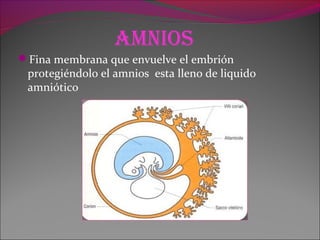 aMnios
Fina membrana que envuelve el embrión
protegiéndolo el amnios esta lleno de liquido
amniótico
 