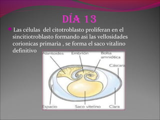 día 13
Las células del citotroblasto proliferan en el
sincitiotroblasto formando asi las vellosidades
corionicas primaria , se forma el saco vitalino
definitivo
 