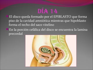 día 14
El disco queda formado por el EPIBLASTO que forma
piso de la cavidad amniótica mientras que hipoblasto
forma el techo del saco vitelino
En la porción cefálica del disco se encuentra la lamina
precordal
 