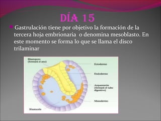 día 15
Gastrulación tiene por objetivo la formación de la
tercera hoja embrionaria o denomina mesoblasto. En
este momento se forma lo que se llama el disco
trilaminar
 