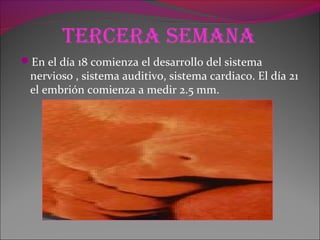 Tercera seMana
En el día 18 comienza el desarrollo del sistema
nervioso , sistema auditivo, sistema cardiaco. El día 21
el embrión comienza a medir 2.5 mm.
 