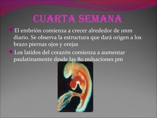 cuarTa seMana
El embrión comienza a crecer alrededor de 1mm
diario. Se observa la estructura que dará origen a los
brazo piernas ojos y orejas
Los latidos del corazón comienza a aumentar
paulatinamente desde las 80 pulsaciones pm
 