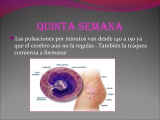 QuinTa seMana
Las pulsaciones por minutos van desde 140 a 150 ya
que el cerebro aun no la regulas . También la tráquea
comienza a formarse
 