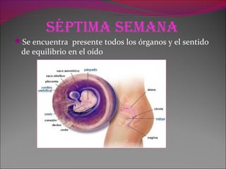 sépTiMa seMana
Se encuentra presente todos los órganos y el sentido
de equilibrio en el oído
 