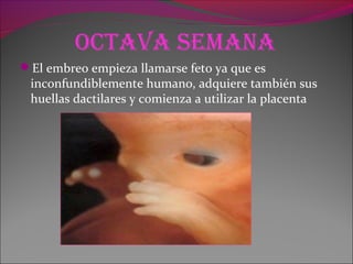 ocTaVa seMana
El embreo empieza llamarse feto ya que es
inconfundiblemente humano, adquiere también sus
huellas dactilares y comienza a utilizar la placenta
 