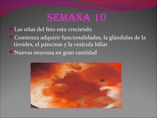 seMana 10
Las uñas del feto esta creciendo
Comienza adquirir funcionalidades, la glándulas de la
tiroides, el páncreas y la vesícula biliar
Nuevas neurona en gran cantidad
 