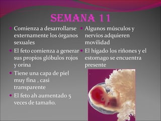 seMana 11
 