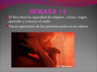 Semana 12
El feto tiene la capacidad de respirar , orinar, tragar,
aprender y conocer el ruido
Hacen apraricion de los primeros pelos en su cabeza
 