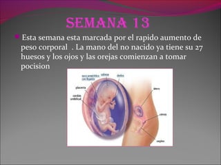 Semana 13
Esta semana esta marcada por el rapido aumento de
peso corporal . La mano del no nacido ya tiene su 27
huesos y los ojos y las orejas comienzan a tomar
pocision
 