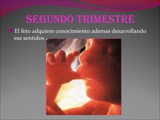 Segundo trimeStre
El feto adquiere conocimiento ademas desarrollando
sus sentidos
 
