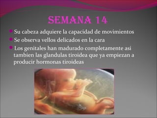 Semana 14
Su cabeza adquiere la capacidad de movimientos
Se observa vellos delicados en la cara
Los genitales han madurado completamente asi
tambien las glandulas tiroidea que ya empiezan a
producir hormonas tiroideas
 