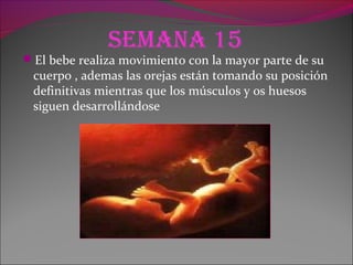 Semana 15
El bebe realiza movimiento con la mayor parte de su
cuerpo , ademas las orejas están tomando su posición
definitivas mientras que los músculos y os huesos
siguen desarrollándose
 