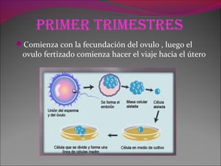 primer trimestres
Comienza con la fecundación del ovulo , luego el
ovulo fertizado comienza hacer el viaje hacia el útero
 