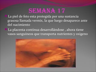 Semana 17
La piel de feto esta protegida por una sustancia
grasosa llamada vermix, la que luego desaparece ante
del nacimiento
La placenta continua desarrollándose , ahora tiene
vasos sanguíneos que transporta nutrientes y oxigeno
 