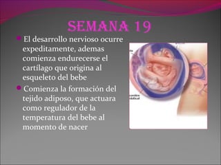 Semana 19
El desarrollo nervioso ocurre
expeditamente, ademas
comienza endurecerse el
cartílago que origina al
esqueleto del bebe
Comienza la formación del
tejido adiposo, que actuara
como regulador de la
temperatura del bebe al
momento de nacer
 