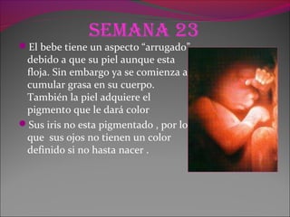 Semana 23
El bebe tiene un aspecto “arrugado”
debido a que su piel aunque esta
floja. Sin embargo ya se comienza a
cumular grasa en su cuerpo.
También la piel adquiere el
pigmento que le dará color
Sus iris no esta pigmentado , por lo
que sus ojos no tienen un color
definido si no hasta nacer .
 