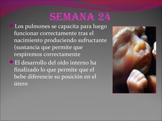 Semana 24
Los pulmones se capacita para luego
funcionar correctamente tras el
nacimiento produciendo sufructante
(sustancia que permite que
respiremos correctamente
El desarrollo del oído interno ha
finalizado lo que permite que el
bebe diferencie su posición en el
útero
 