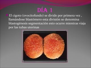 día 1
El cigoto (ovocitofundo) se divide por primera vez ,
llamándose blastómero esta división se denomina
blastogénesis segmentación esto ocurre mientras viaja
por las tubas uterinas
 